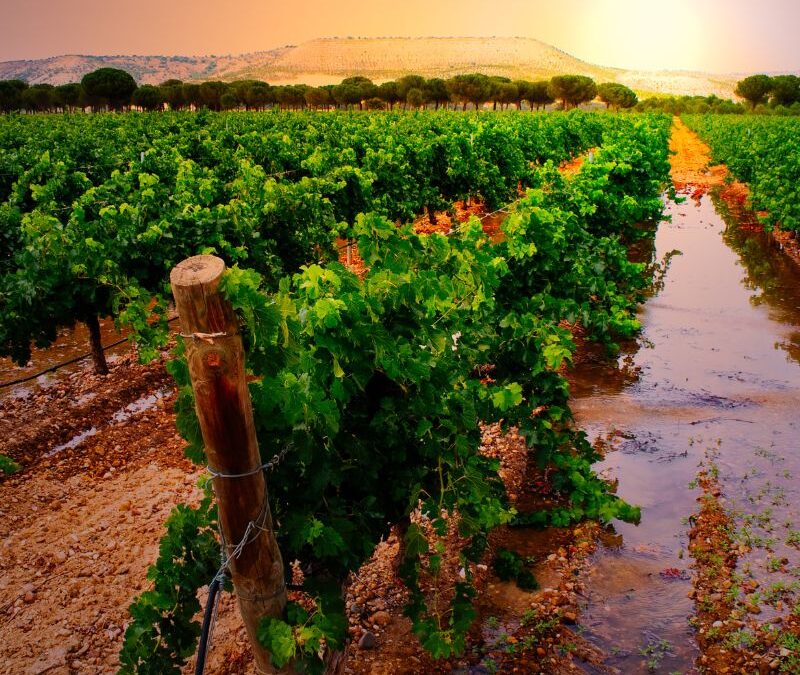 ENORELAX RIBERA DEL DUERO